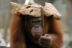 8 orangutan dilepas ke alam bebas