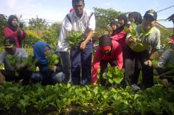Pemkot canangkan program Tangerang berkebun
