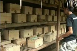Manisnya raup keuntungan dari madu trigona