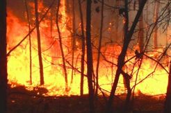 Cagar Biosfer Riau kembali membara