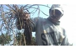 Ratusan hektare sawah di Garut diserang hama wereng