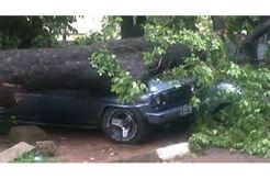Mobil polisi ringsek tertimpa pohon