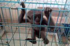 Jual owa Jawa via BBM, Joni Rambo dibekuk