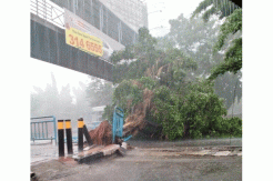 Diterjang hujan deras, pohon di Jakarta tumbang
