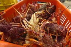 Harga udang terus melambung tinggi