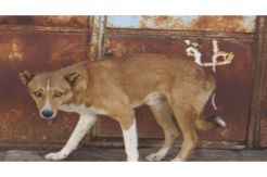 13 warga Padang terkena rabies akibat digigit anjing gila