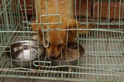 Laporan 100 anjing dikubur hidup-hidup gemparkan China
