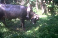 Heboh sapi berkaki lima di Sukoharjo