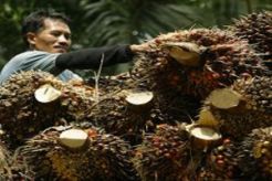 Sawit dorong pertumbuhan di Asia