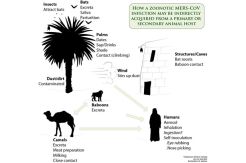 Banten waspada virus MERS