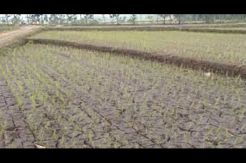 Petani Boyolali kekurangan air