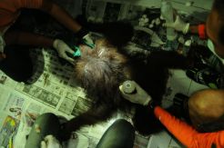 Orangutan sekarat ditangani...