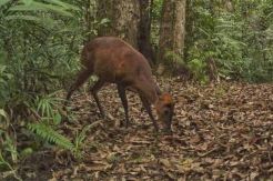 Pengusaha di Jatim Kandangi 15 Kijang Jawa
