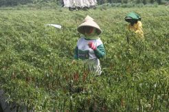 Harga Cabai Anjlok, Petani dan Pedagang Merugi