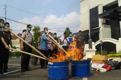 Polisi Bakar 7 Kg Ganja di Halaman Kejati Serang