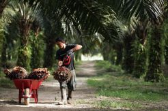 Faktor Penghambat Hilirisasi Industri Kelapa Sawit