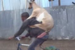 Video Pria Gendong Kambing...