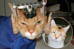Jadi Percobaan, Otak Kucing di Inggris Ditanami Elektroda