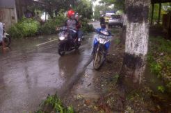 Pohon Tumbang Menimpa Pengendara Motor