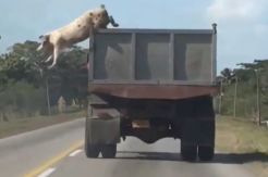 Hendak Dipotong, Babi Kabur dari Atas Truk