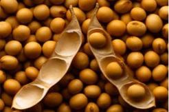 Harga Kedelai Tidak Akan Naik Dua Bulan ke Depan