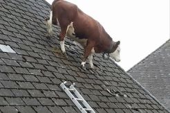 Nangkring di Atap Rumah, Sapi Ini Hebohkan Warga Swiss