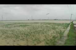 Sulsel Siapkan Perda Perlindungan Sawah