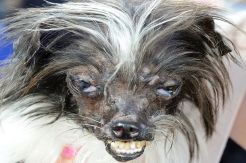 Kontes Anjing Terburuk...
