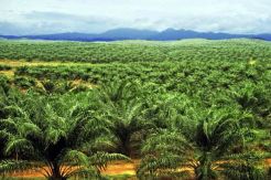 Sumut Berpotensi Jadi Pusat Perkebunan Dunia