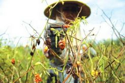 Harga Turun Sebabkan Petani Enggan Tanam Cabai