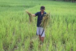 Ratusan Ha Sawah di OKUT Diserang Tikus