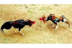 15 Tersangka Sabung Ayam Diringkus