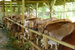 Depok Siapkan 6.000 Ekor Sapi untuk Ramadan dan Lebaran