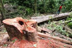 Tanaman Ditebang dan Disemprot Racun, Petani Lapor Polisi