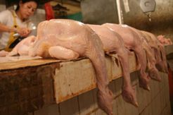 Harga Ayam Potong di Tana Toraja Melambung
