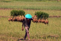 Petani Sulit Keluar dari Jeratan Kemiskinan