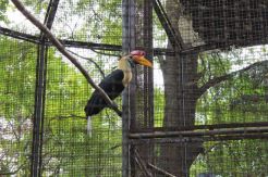 Perbaikan Sankar Burung di KBS Telan Rp2,2 M