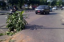 Jalan Amblas Ini Hanya Ditutupi Pohon