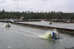 Serobot Lahan, Sultan Minta Tambak Udang Ditutup