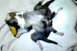 Anjing Berkaki Enam dan Empat Ekor Hebohkan Warga Manado