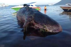 Air Surut Halangi Evakuasi Bangkai Ikan Paus