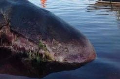 Bangkai Ikan Paus Timbulkan Bau Busuk
