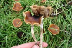 BNN Waspadai Penyalahgunaan Magic Mushroom
