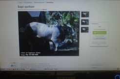 Peternak Mulai Lirik Jual Hewan Kurban Lewat Online