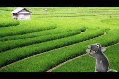 Sawah Rusak akibat Serangan Tikus di Garut Capai 2.391 Ha