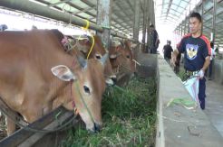 11 Kecamatan di Bogor Endemis Antraks