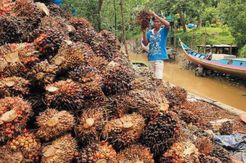Pabrik CPO RNI Siap Beroperasi November 2015