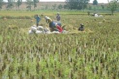 Kekeringan, Petani Cilacap Terpaksa Panen Dini