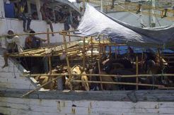 13 Ekor Sapi Kurban Mati di Atas Kapal