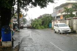 Hujan Deras Sejumlah Pohon Tumbang